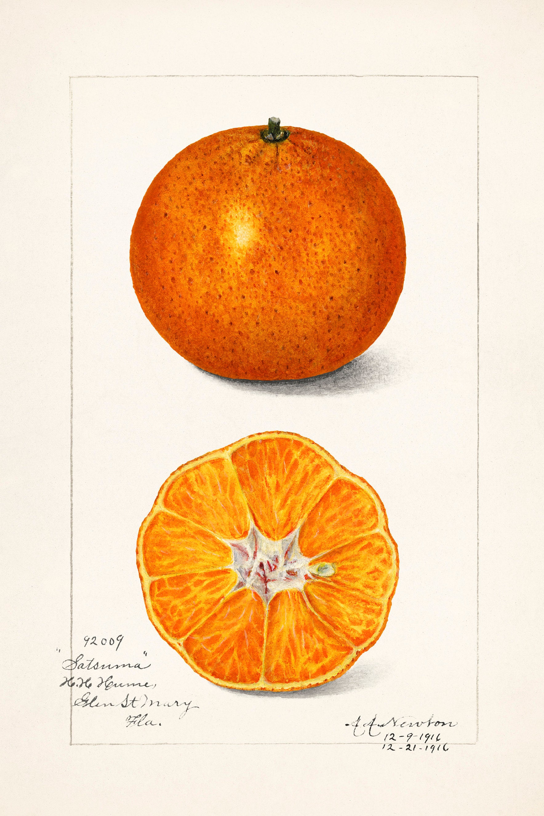 ORANGE Botanical Print Vintage Botanical Aromatherapy Etsy