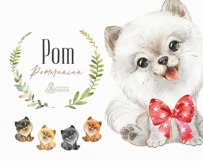 Pomeranian Dog. Watercolor little pet clipart, portrait, puppy, doggie, baby, flowers, kids, nursery, wreath, friend, bow, spitz, pom image 1