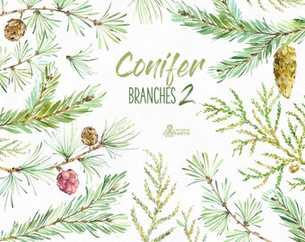 Conifer Branches 2. Watercolor floral clipart, pines, cones, forest, spruce, fir, woodland, wild, coniferous, wedding invitation, diy