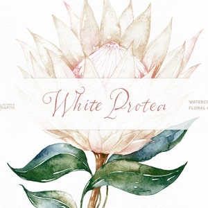 White Protea. Watercolor Flowers and Frame, botanical art, king protea, blossom, leaves, vintage, wedding invitation, delicate, diy, outline