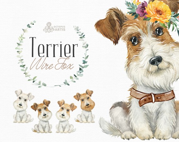 Fox terrier baby 2025