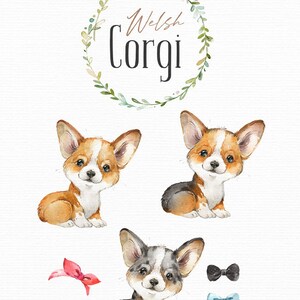 Welsh Corgi. Watercolor Little Animal Clipart, Portrait, Puppy, Doggie ...
