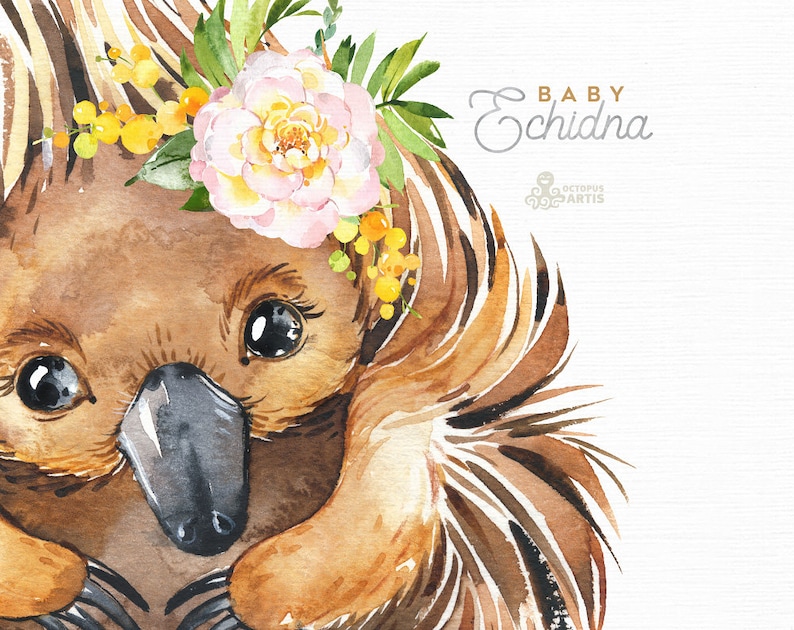 Download Baby Echidna. Watercolor little animals clipart Australia ...