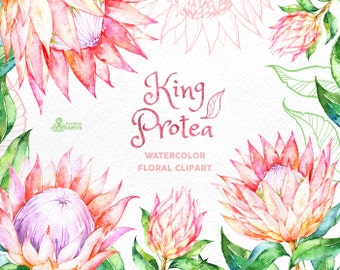 King Protea. Watercolor floral Clipart, wedding invitation, floral, tropical bridal, african, greetings, diy clip art, flowers, pink, frame