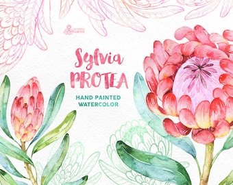 Sylvia Protea. Watercolor floral Clipart, wedding invitation, floral, tropical bridal, african, greetings, diy clip art, flowers, frame