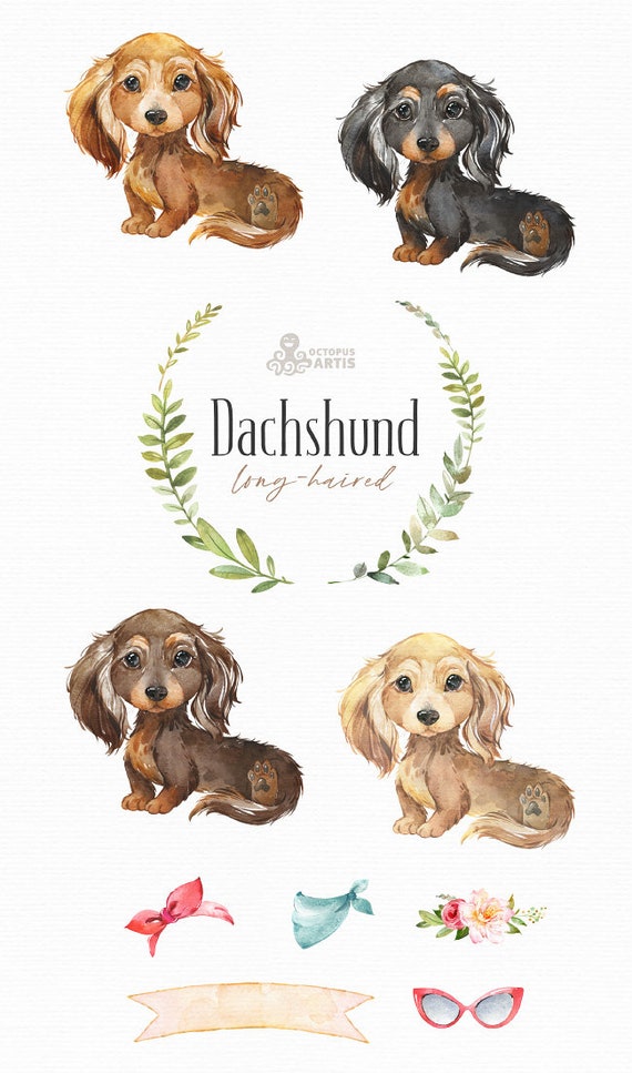 Baby long 2025 haired dachshund