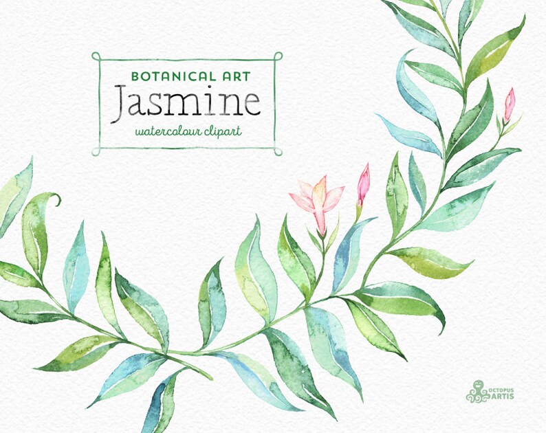 Jasmine. Botanical Art. Floral Elements Wreath Branch Etsy Israel