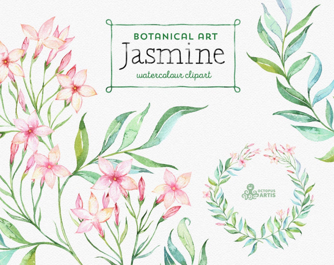 Jasmine. Botanical Art. Floral Elements Wreath Branch Etsy Israel