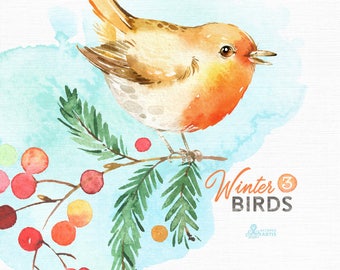 Winter Birds 3. Watercolor holiday clipart, Cardinal Songbird, robin, red, Christmas, card, forest, country, nursery art, nature, realistic