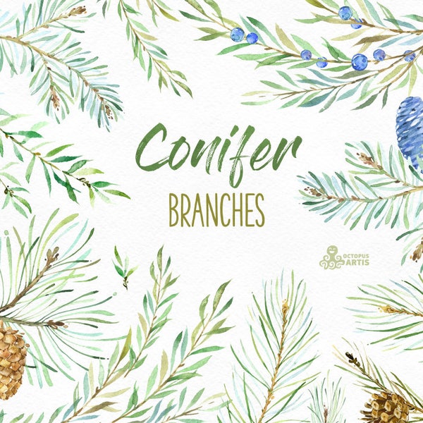 Conifer Branches. Watercolor floral clipart, Christmas, pines, cones, forest, spruce, fir, woodland, wild, coniferous, invitation, botanical