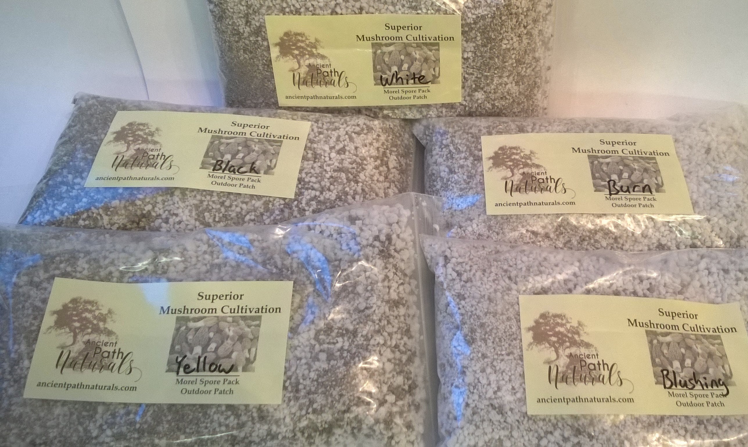 Yummy gourmet Yellow Morel Mushroom Spores Dried Sawdust grow Bag Spore Kit
