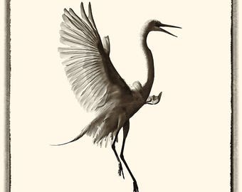 Egret in sepia and black
