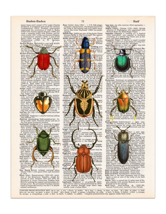Coleoptera Bugs Beetles Insects Digitally Restored Print 1878 1