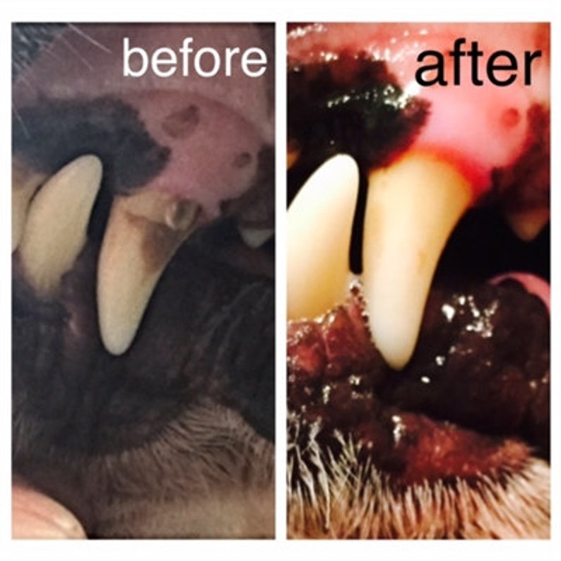 All Natural Dog Toothpaste Bad Breath Tartar Removal Red Etsy