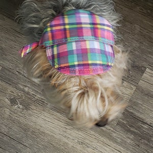 Könnte beinhalten: Ein kleiner Hund mit einer bunten karierten Baseballkappe. Die Kappe hat ein Muster aus rosa, grünen, gelben und blauen Quadraten. Das Fell des Hundes ist hellbraun und grau, und die Kappe liegt auf seinem Kopf.