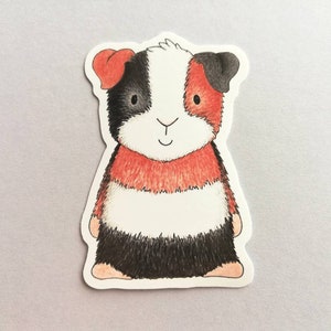 Guinea pig sticker, tri colour vinyl cavy decal