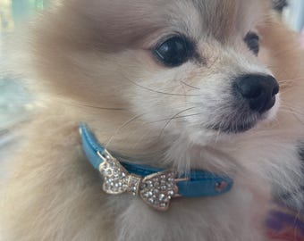May include: A small, fluffy, light brown dog wearing a blue collar with a sparkly bow. The dog is looking to the right of the frame.