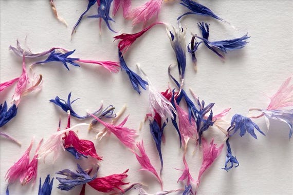 Fireworks Cornflower Confetti from the Exquisite Edible Flowers Collection by Merchant Spice Co.