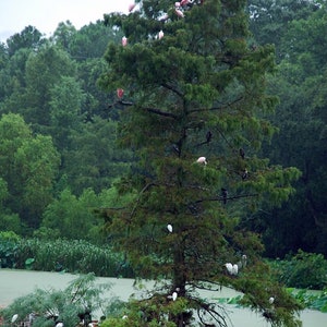 K&ouml;nnte beinhalten: Ein hoher, gr&uuml;ner Baum mit vielen wei&szlig;en und rosa V&ouml;geln, die auf seinen &Auml;sten sitzen. Der Baum ist von Wasser und gr&uuml;nem Laub umgeben.