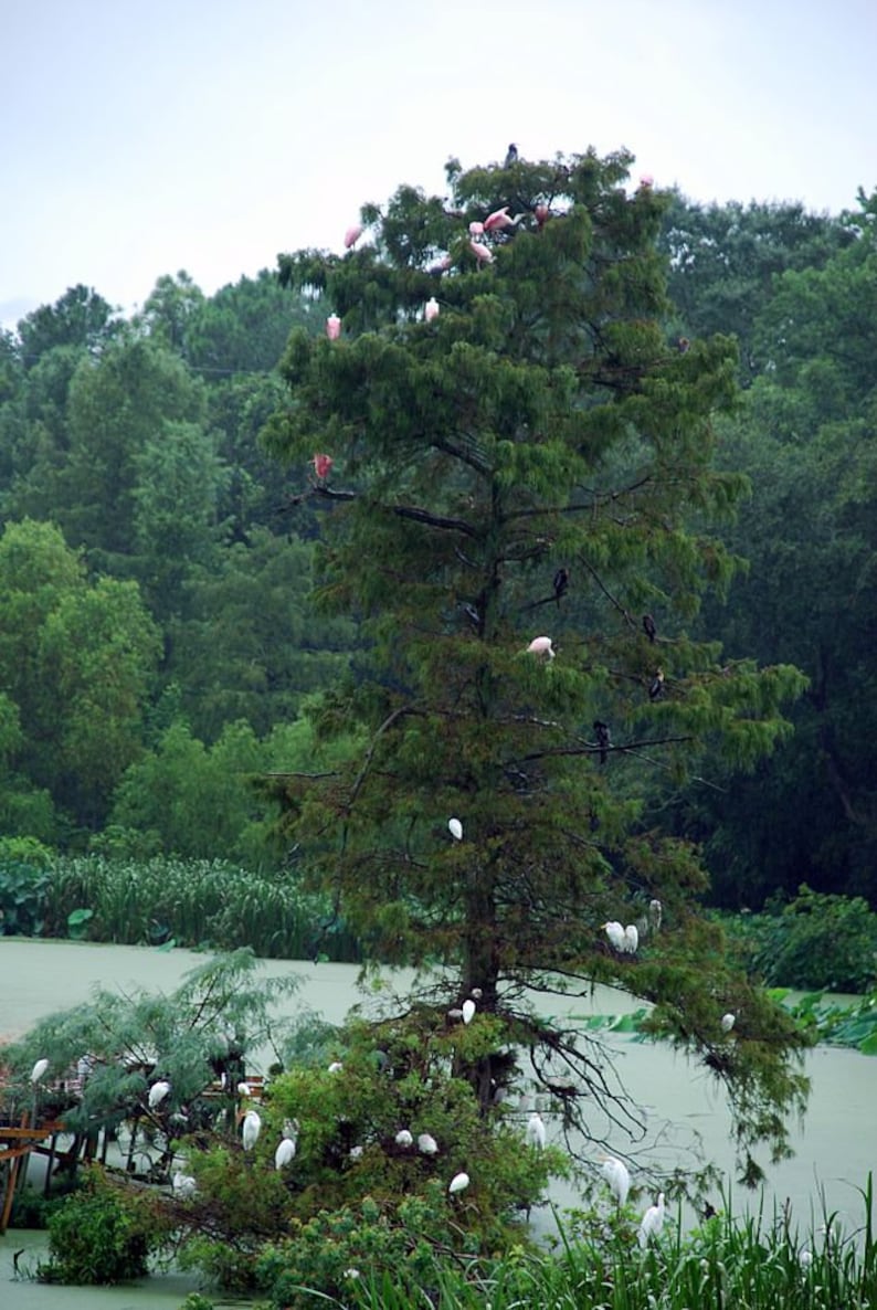 K&ouml;nnte beinhalten: Ein hoher, gr&uuml;ner Baum mit vielen wei&szlig;en und rosa V&ouml;geln, die auf seinen &Auml;sten sitzen. Der Baum ist von Wasser und gr&uuml;nem Laub umgeben.