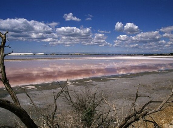 Saunier de Camargue Fleur de Sel Sea Salt from the Salts of the World Collection by Merchant Spice Co.