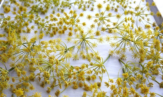 Fennel Pollen Sea Salt from the Seasoned Sea Salt Collection by Merchant Spice Co.