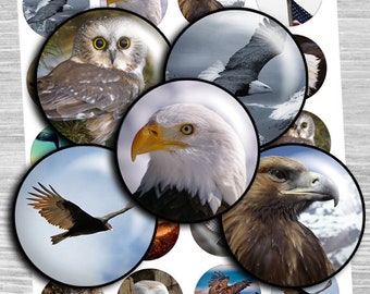 Eagles & Raptors Collage Sheet: 1-1.5" Circle Images (Digital Download)