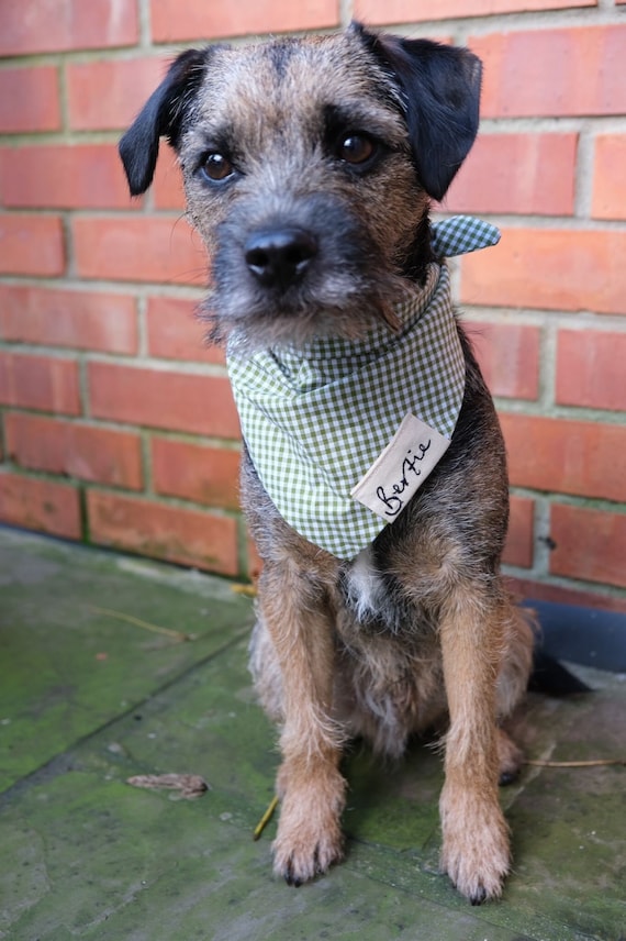 Personalised pet accessories outlet