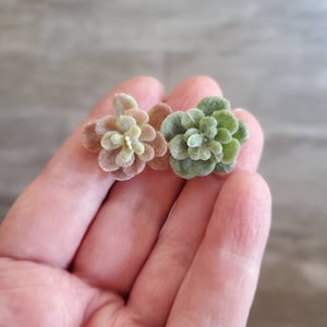 Puede incluir: Dos peque&ntilde;as plantas suculentas artificiales. Una es verde y la otra es una mezcla de verde, rosa y marr&oacute;n.