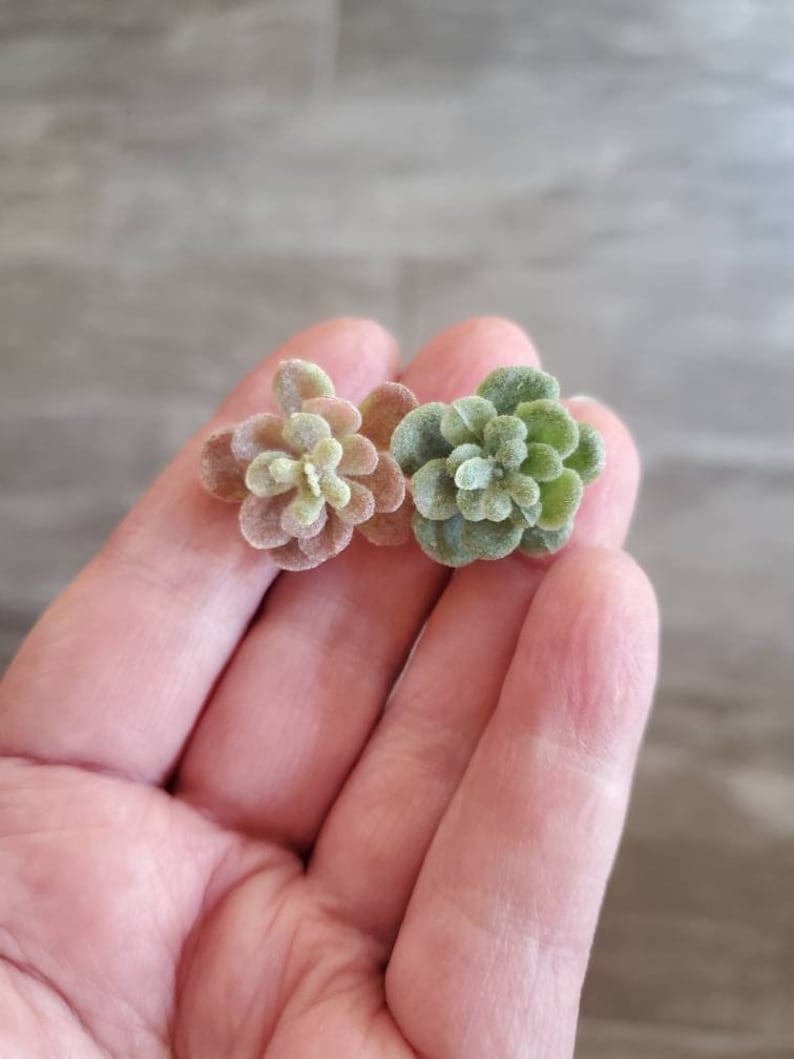 Puede incluir: Dos peque&ntilde;as plantas suculentas artificiales. Una es verde y la otra es una mezcla de verde, rosa y marr&oacute;n.