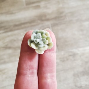 Puede incluir: Una peque&ntilde;a planta suculenta de color verde claro y blanco con una textura peluda.
