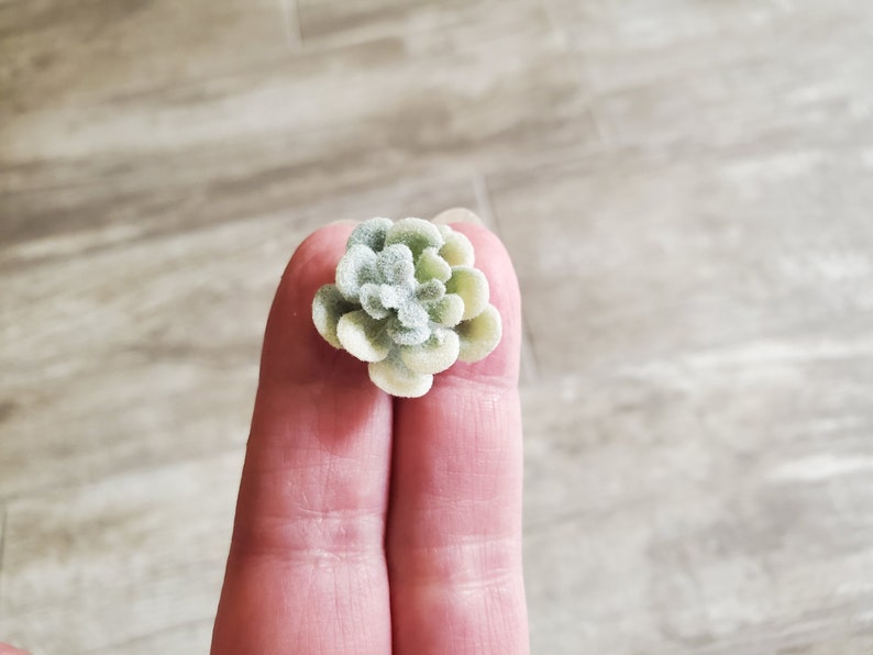 Puede incluir: Una peque&ntilde;a planta suculenta de color verde claro y blanco con una textura peluda.