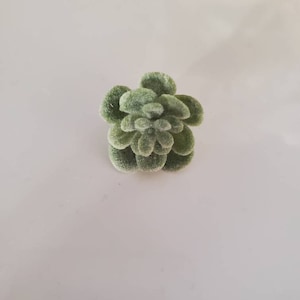 Puede incluir: Una peque&ntilde;a planta suculenta verde y peluda. La planta est&aacute; en primer plano y es el &uacute;nico objeto en la imagen.