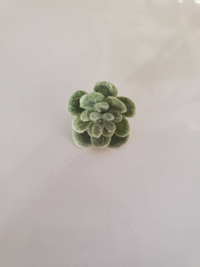 Puede incluir: Una peque&ntilde;a planta suculenta verde y peluda. La planta est&aacute; en primer plano y es el &uacute;nico objeto en la imagen.