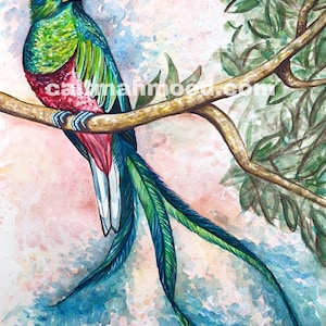 Guatemalan Quetzal Bird Art Exotic Bird Art Bird Wall Art Bird Themed Decor Birds of Guatemala Central American Birds Guatemalan Themed Art