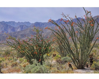 Desert Photography, Desert Decor, Ocotillo Plants, Anza-Borrego Park, Flowering Ocotillos, Large Wall Art, Green Yellow Blue Red