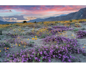 Borrego Springs Wildflowers, Wildflowers at Sunset, Yellow and Purple Wildflowers, Borrego State Park Landscape, Clouds, Vibrant Colors