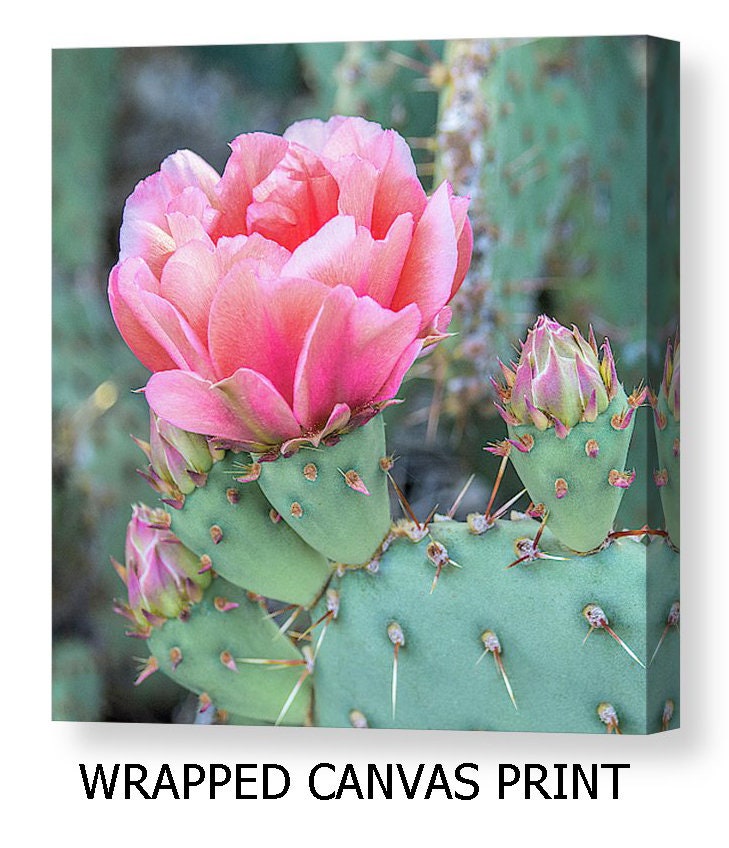 Pink Cactus Flower Art Print, Desert Photo, Southwest Wall Decor - Etsy