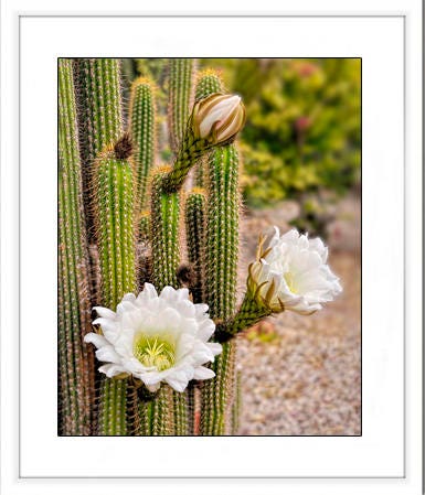 Flowering Cactus Art Print, White Desert Flowers, Southwest Decor