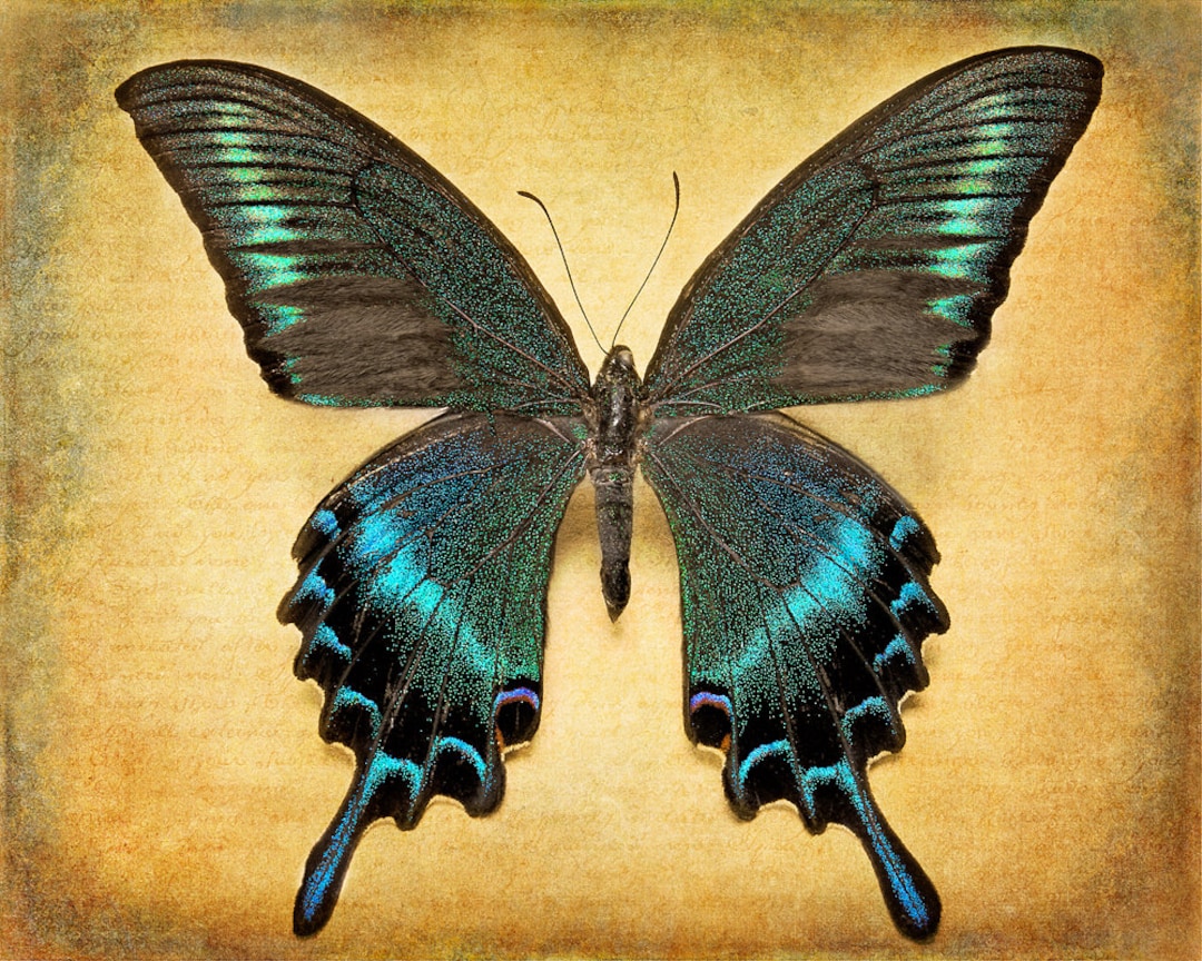 Teal Butterfly Photography, Swallowtail Butterfly Art Print, Home Decor