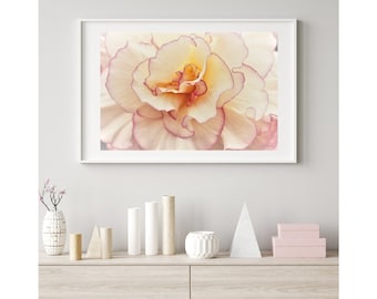 Ivory and Pink Rose Art Print, Floral Wall Decor