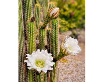 Desert Photography, Flowering Cactus White Cactus Flowers, Desert Decor, Nature Art Print Southwest Photo Art Cottage Chic, Desert Art Photo