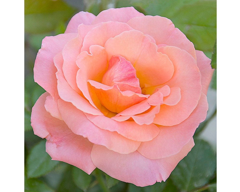 Pink Rose Print Rose Petals Peach Floral Art Print Shabby - Etsy