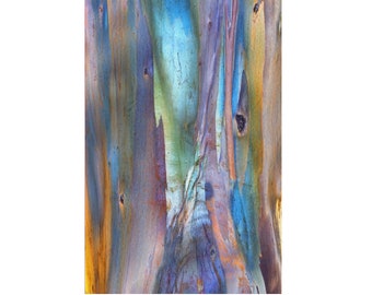 Rainbow Eucalyptus Tree Photo, Colorful Rainbow Tree bark, Teal Blue Lilac Yellow, Landscape Photography, Nature Art Print, Large Wall Art