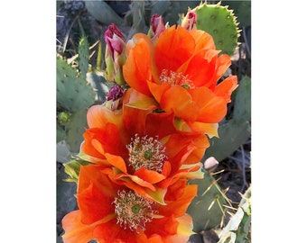 Orange Cactus Flowers, Prickly Pear Cactus Flowers Art Print, Desert Photography, Desert Décor, Southwest Photo Art, Desert Art Photo