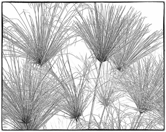 Black And White Photography Abstract Nature Photo Minimalist Etsy