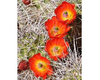 Orange Cactus Flowers Art Print, Desert Photograph, Flowering Cactus, Desert Décor, Nature Art Print, Southwest Photo Art, Desert Art Photo