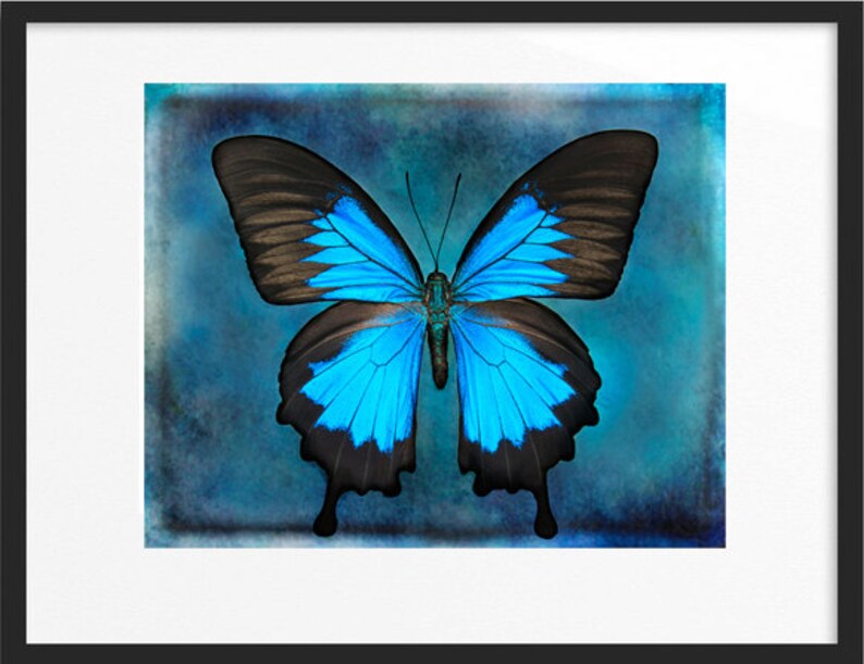 Blue Butterfly Wall Art Nature Art Print Butterfly Etsy