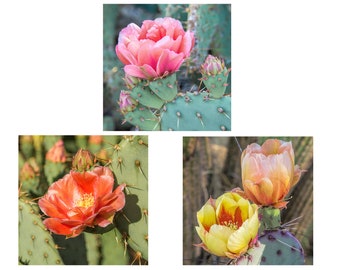 DISCOUNT ON Set of THREE Cactus Flower Photos, Square Crop Cactus Photos, Southwestern Cactus Prints, Cactus Flower Art Prints, Western Art