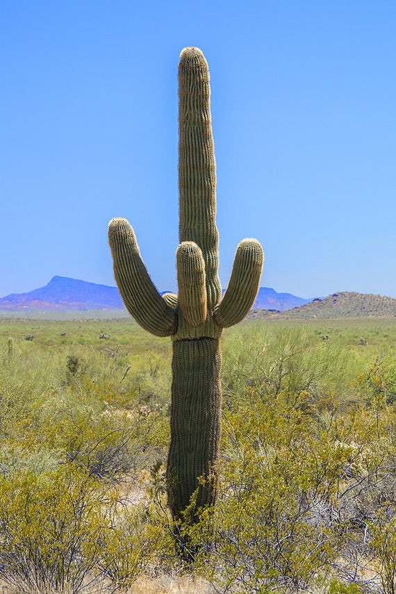 Postales De Saguaro Del Desierto 4 X 6 Postales Del Desier Postales De Saguaro Del Desierto 4 X 6 Postales Del Desier